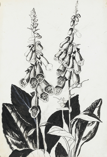 Artist Rosalie Brill: Foxgloves