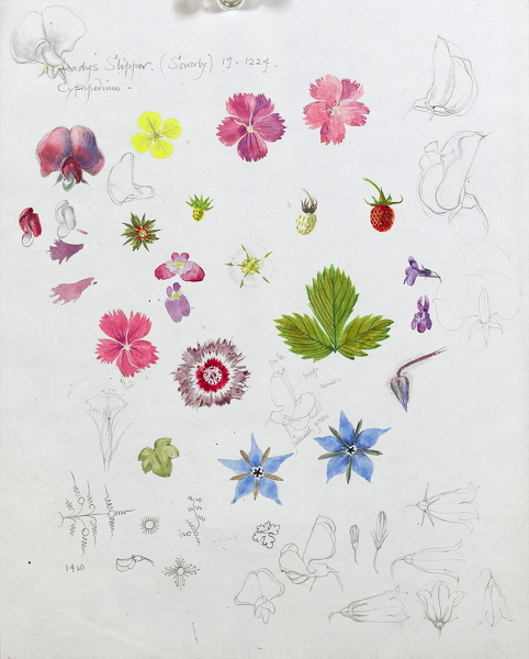 Artist Dorothy Mahoney (1902-1984): Study of cottage garden flowers, Borage, dianthus, geranium, violet and wild strawberry