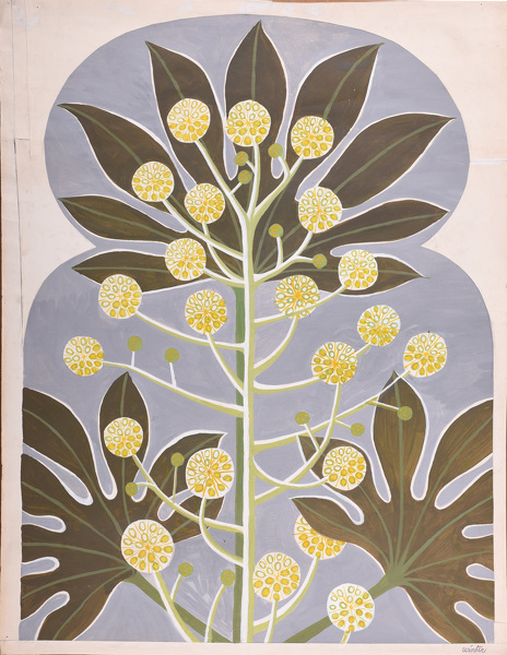 Artist Mary Adshead (1904 - 1995): Study of a Fatsia Japonica in Bloom, c. 1960