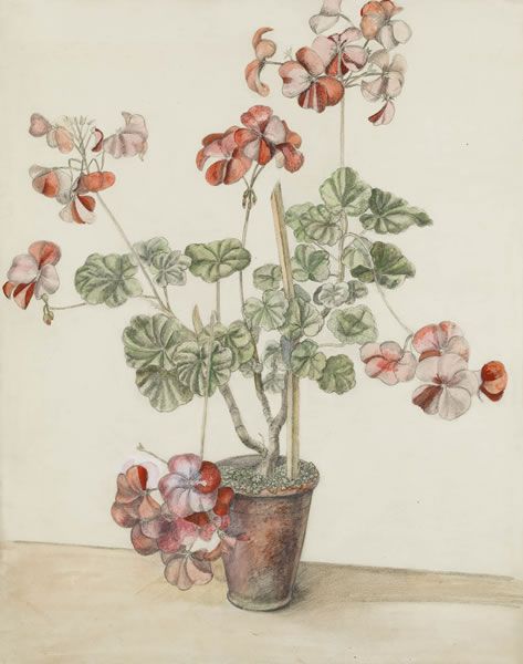 Artist Rosalie Brill (1903-1992): Geraniums, mid 1930s