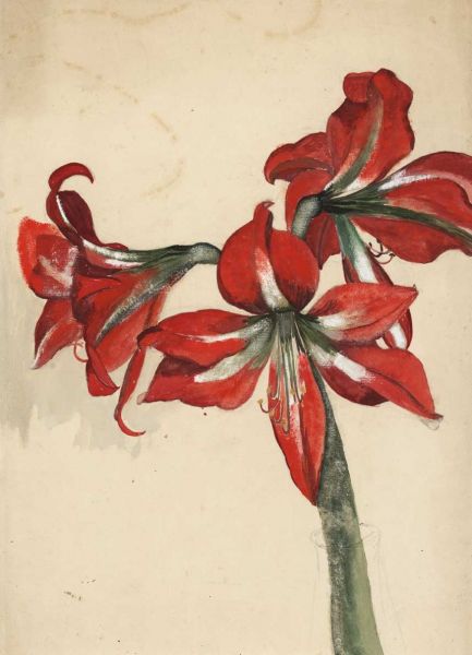 Artist Rosalie Brill: Amaryllis