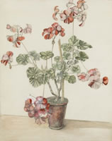 Artist Rosalie Brill: Geraniums, mid 1930s