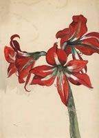 Artist Rosalie Brill: Amaryllis